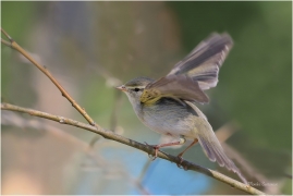 <p>BUDNÍČEK VĚTŠÍ (Phylloscopus trochilus) /Willow warbler – Fitis/</p>